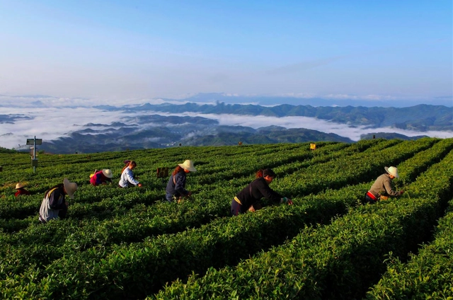 富硒藤茶的汤色(富硒藤条茶)-硒宝网