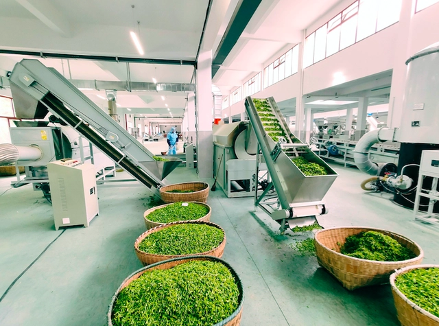 富硒藤茶的汤色(富硒藤条茶)-硒宝网