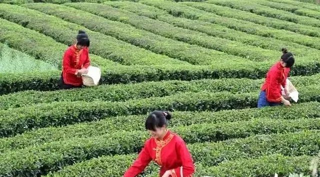 富硒藤茶的汤色(富硒藤条茶)-硒宝网