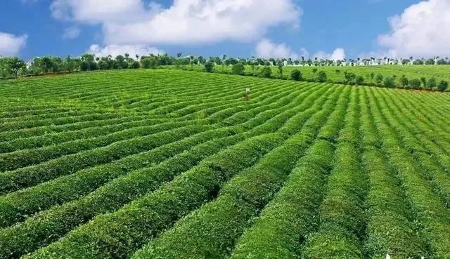 富硒藤茶的汤色(富硒藤条茶)-硒宝网