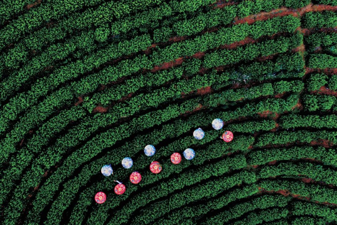 四川广元富硒茶（四川广元茶叶）-硒宝网