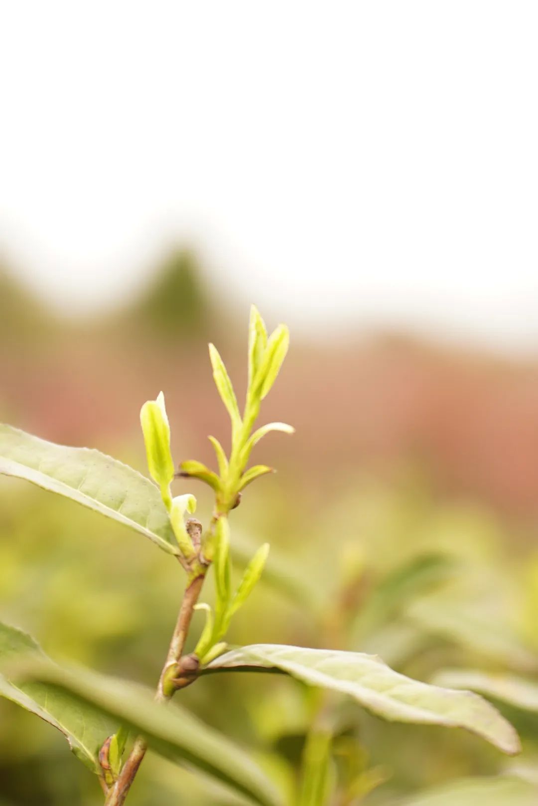 四川广元富硒茶（四川广元茶叶）-硒宝网