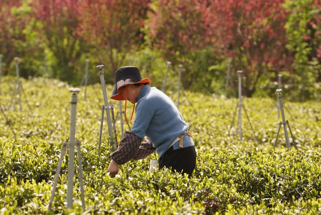 四川广元富硒茶（四川广元茶叶）-硒宝网