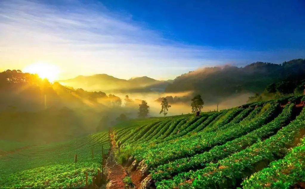 池州五峰富硒茶（池州富硒村民宿）-硒宝网