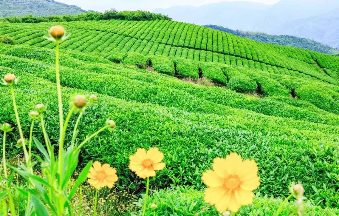 池州五峰富硒茶（池州富硒村民宿）-硒宝网