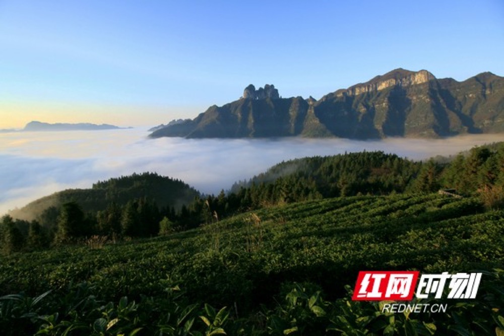 富硒大麦茶微商(富硒大麦茶多少钱一盒)-硒宝网