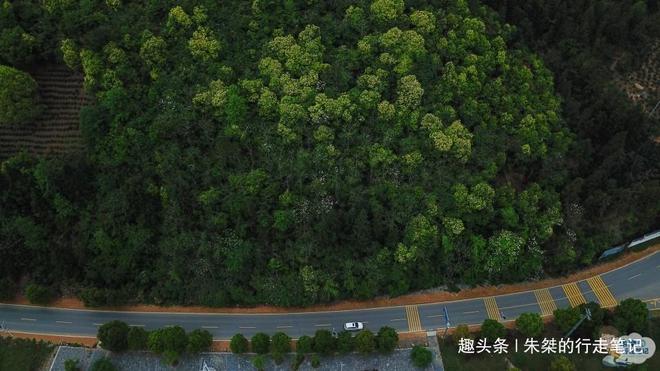 石台县野茶富硒（石台富硒茶的功效与作用）-硒宝网