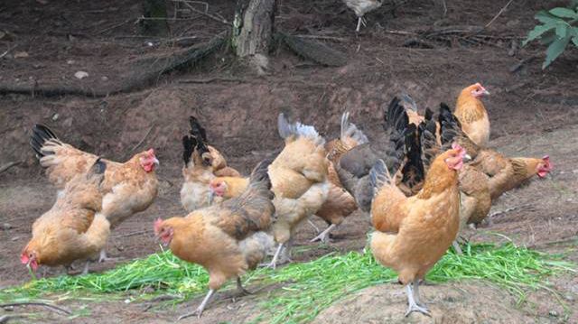 四川广元富硒茶（四川富硒茶分布）-硒宝网