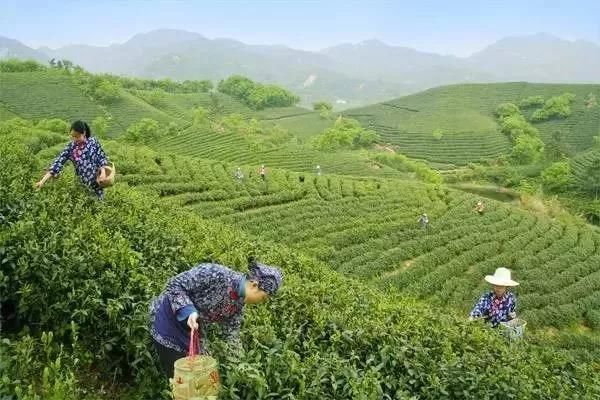 四川广元富硒茶（四川富硒茶分布）-硒宝网