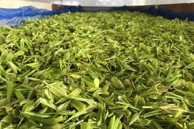 四川广元富硒茶（四川富硒茶分布）-硒宝网