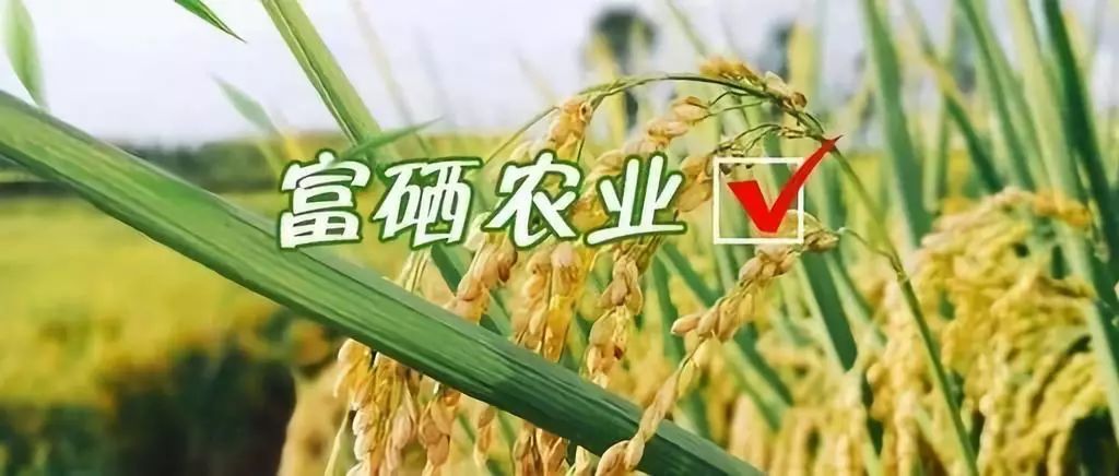 石台县野茶富硒（石台特产富硒茶价格）-硒宝网