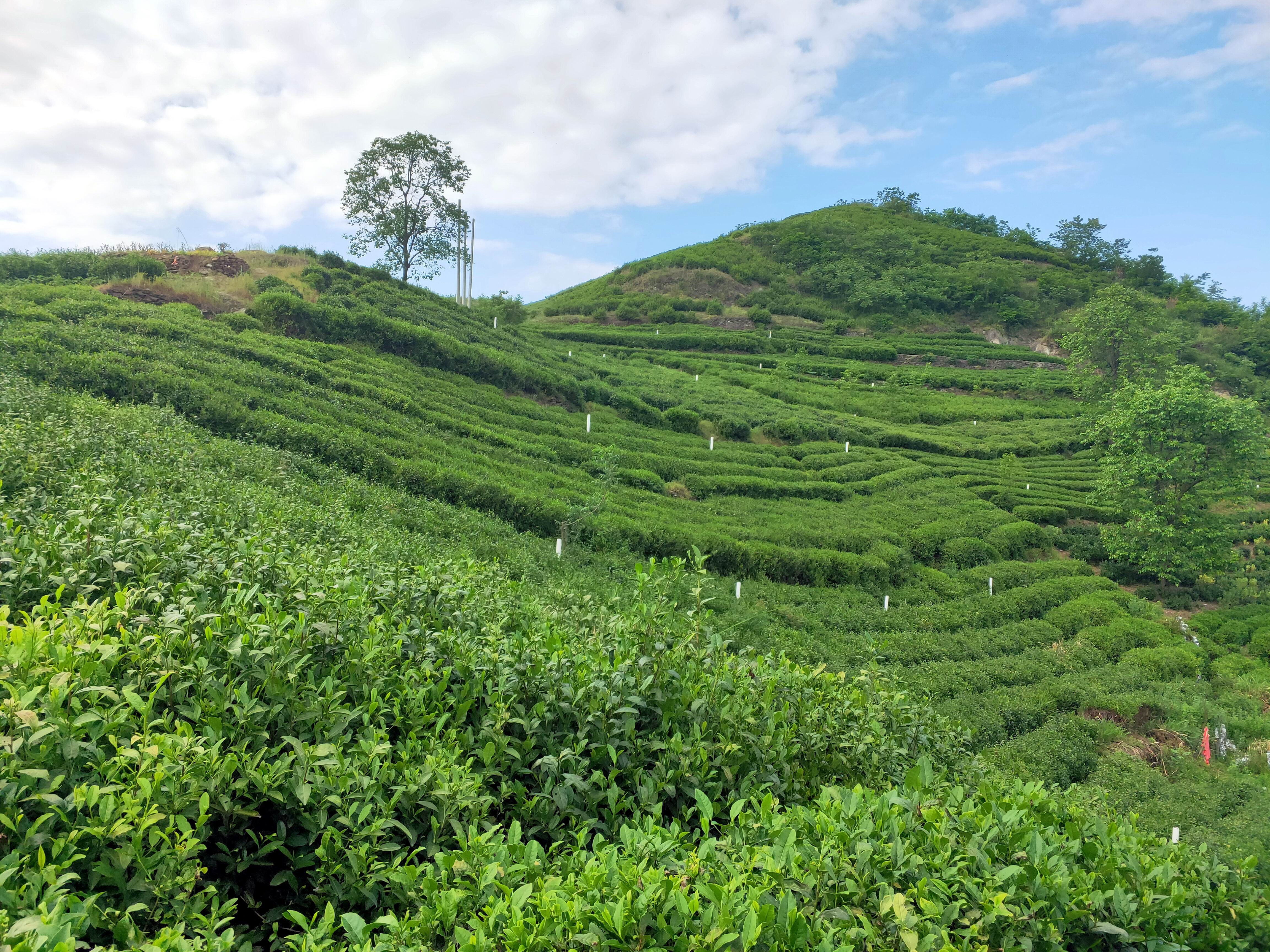 万源富硒茶荣誉(荣誉茶餐厅)-硒宝网