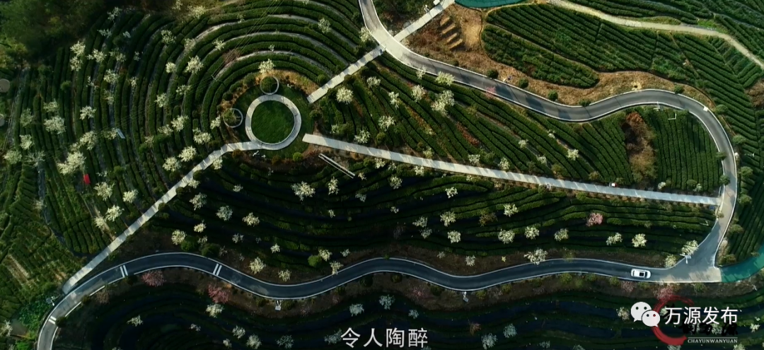 达州万源富硒茶（万源富硒茶的功效与作用）-硒宝网