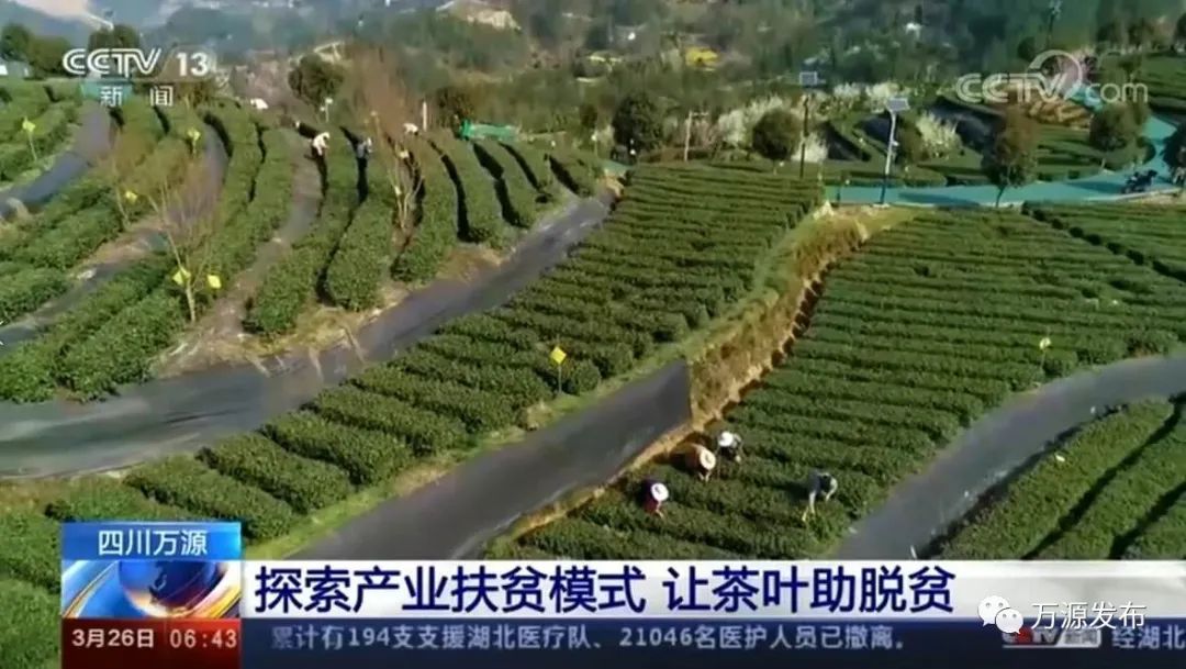 达州万源富硒茶（万源富硒茶的功效与作用）-硒宝网