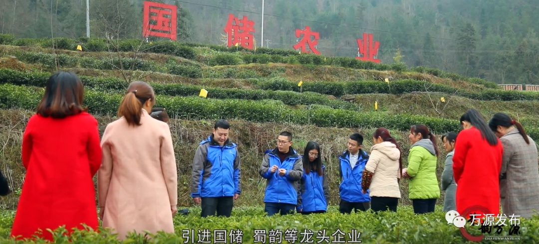 达州万源富硒茶（万源富硒茶的功效与作用）-硒宝网