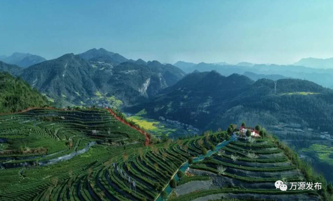 达州万源富硒茶（万源富硒茶的功效与作用）-硒宝网