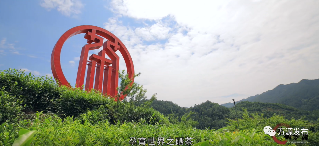 达州万源富硒茶（万源富硒茶的功效与作用）-硒宝网