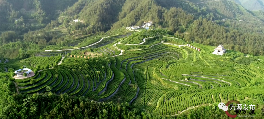 达州万源富硒茶（万源富硒茶的功效与作用）-硒宝网