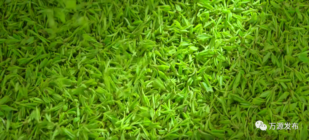 达州万源富硒茶（万源富硒茶的功效与作用）-硒宝网