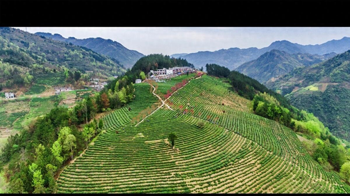 何为富硒八仙茶（茶八仙富硒为什么贵呢）-硒宝网