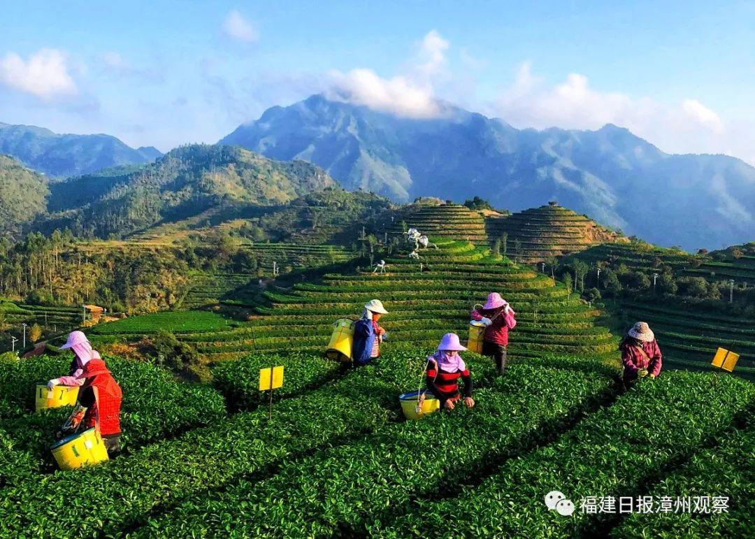 何为富硒八仙茶(茶八仙富硒为什么好喝)-硒宝网