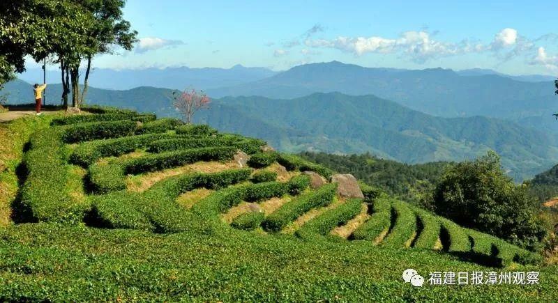 何为富硒八仙茶(茶八仙富硒为什么好喝)-硒宝网