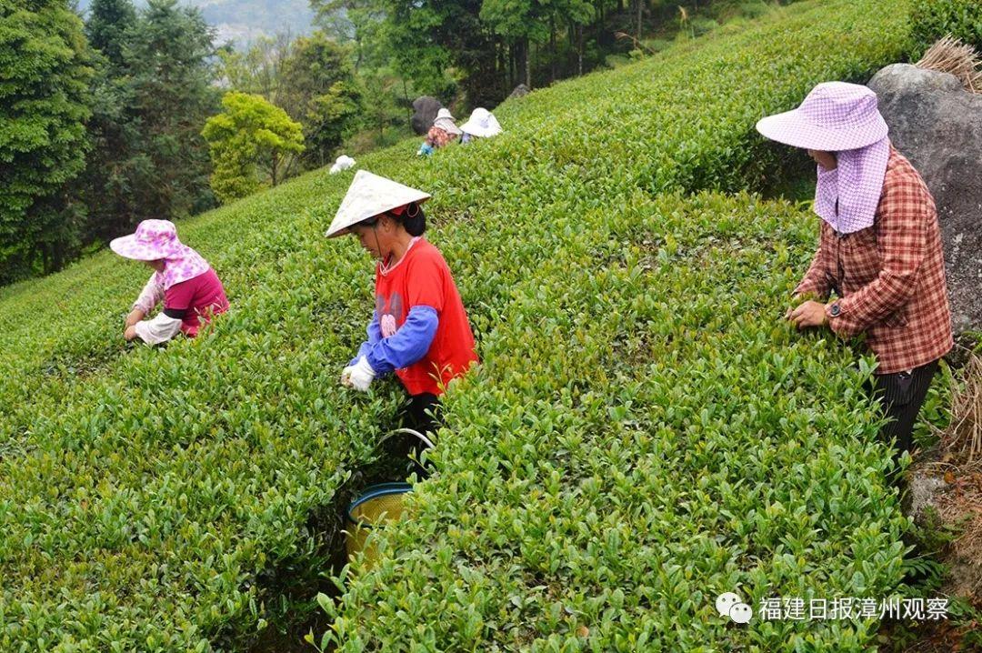 何为富硒八仙茶(茶八仙富硒为什么好喝)-硒宝网