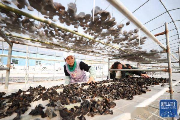 富硒茶小康生活（生态富硒茶）-硒宝网