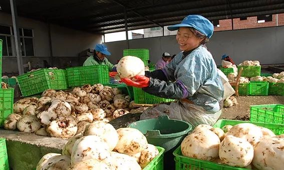 富硒茶的广告语（富硒茶怎么发朋友圈）-硒宝网