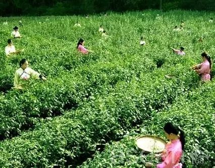 万源富硒茶北纬（北纬茶叶）-硒宝网