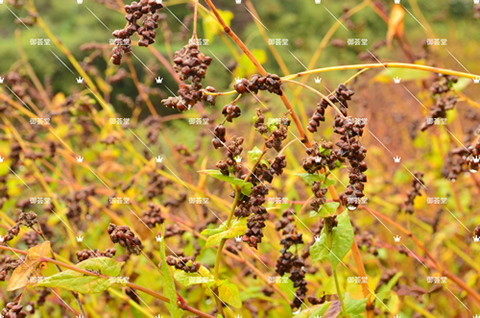 有富硒苦荞茶吗（富硒苦荞茶的副作用）-硒宝网
