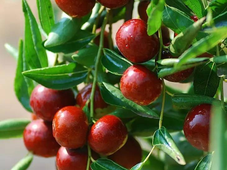 富硒茶多少一箱(富硒茶优点)-硒宝网