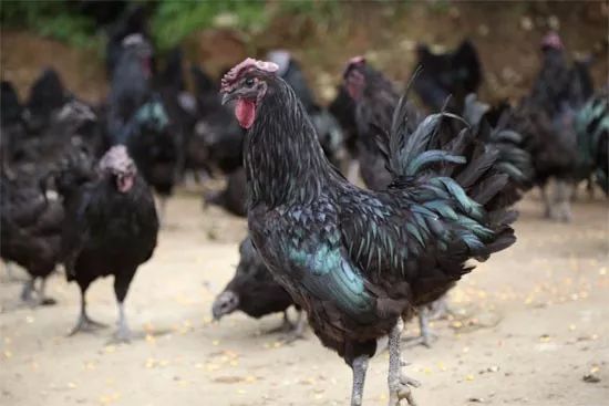 达州万源富硒茶(万源富硒茶厂及电话)-硒宝网