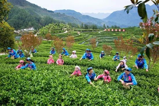 达州万源富硒茶(万源富硒茶厂及电话)-硒宝网