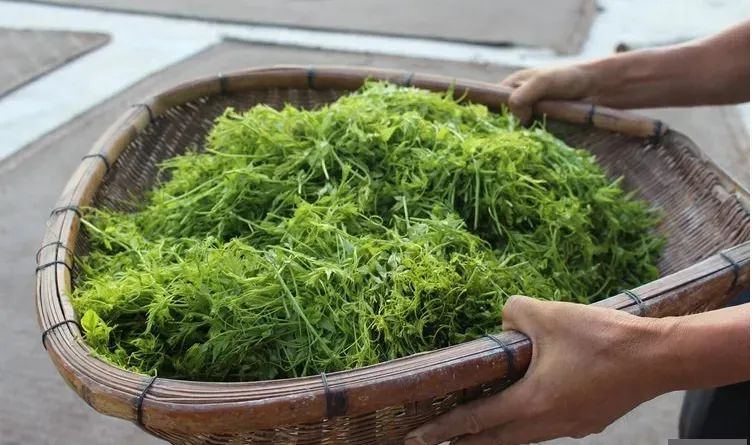 张家界富硒霉茶（张家界莓茶多少钱一盒）-硒宝网