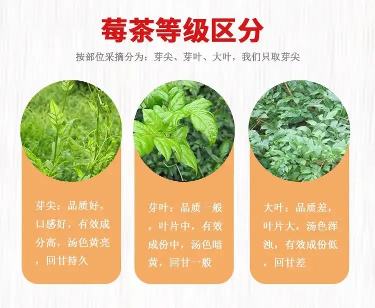 张家界富硒霉茶（张家界莓茶多少钱一盒）-硒宝网