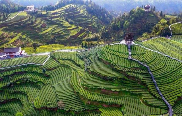 富硒茶著名品牌(茶著名富硒品牌是什么)-硒宝网