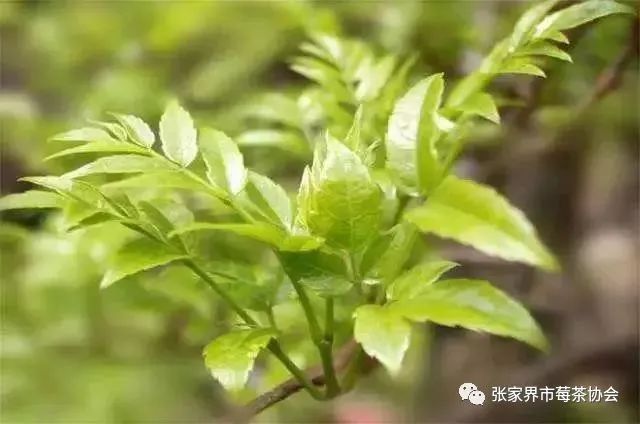 张家界富硒霉茶(张家界莓茶生产企业)-硒宝网