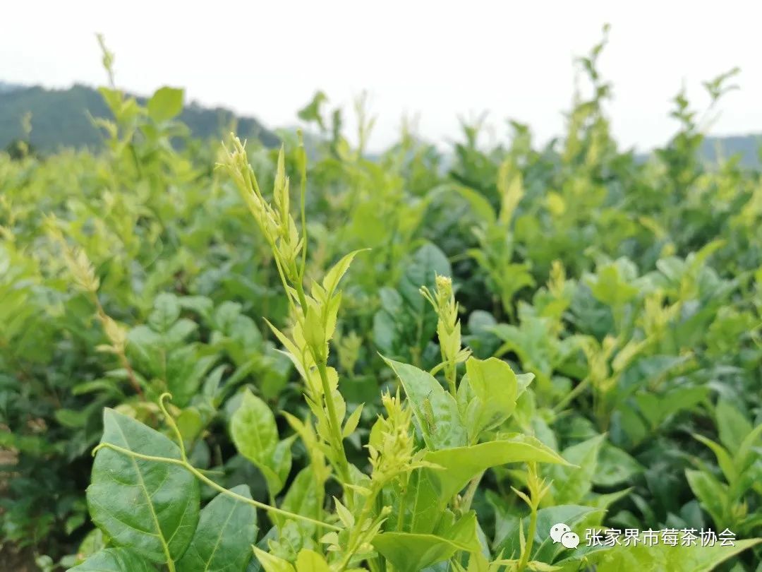 张家界富硒霉茶(张家界莓茶生产企业)-硒宝网