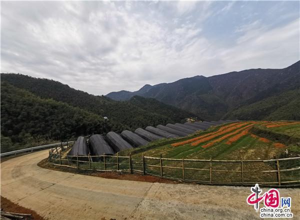 徽百年富硒野茶（徽百年茶叶法人）-硒宝网