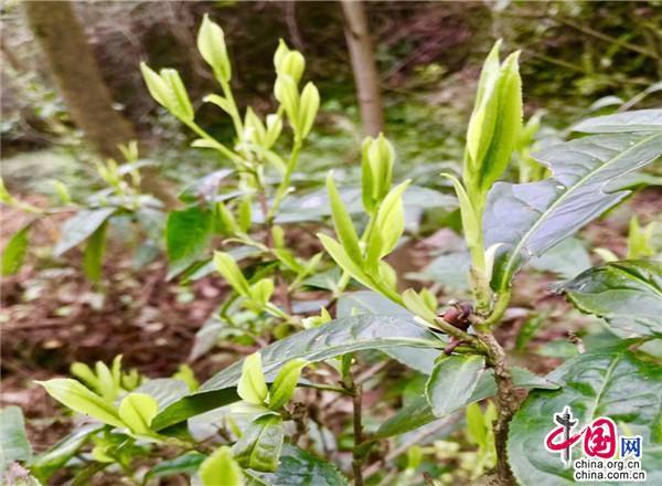 徽百年富硒野茶（徽百年茶叶法人）-硒宝网