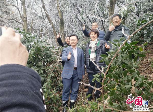 徽百年富硒野茶（徽百年茶叶法人）-硒宝网