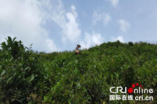 京康富硒茶百度(京康茶叶)-硒宝网