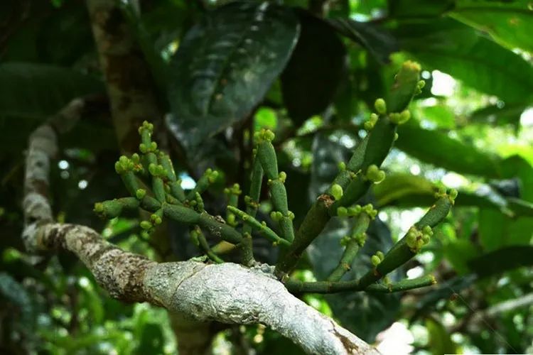 富硒百年古树茶（百年古树茶多少钱一斤）-硒宝网