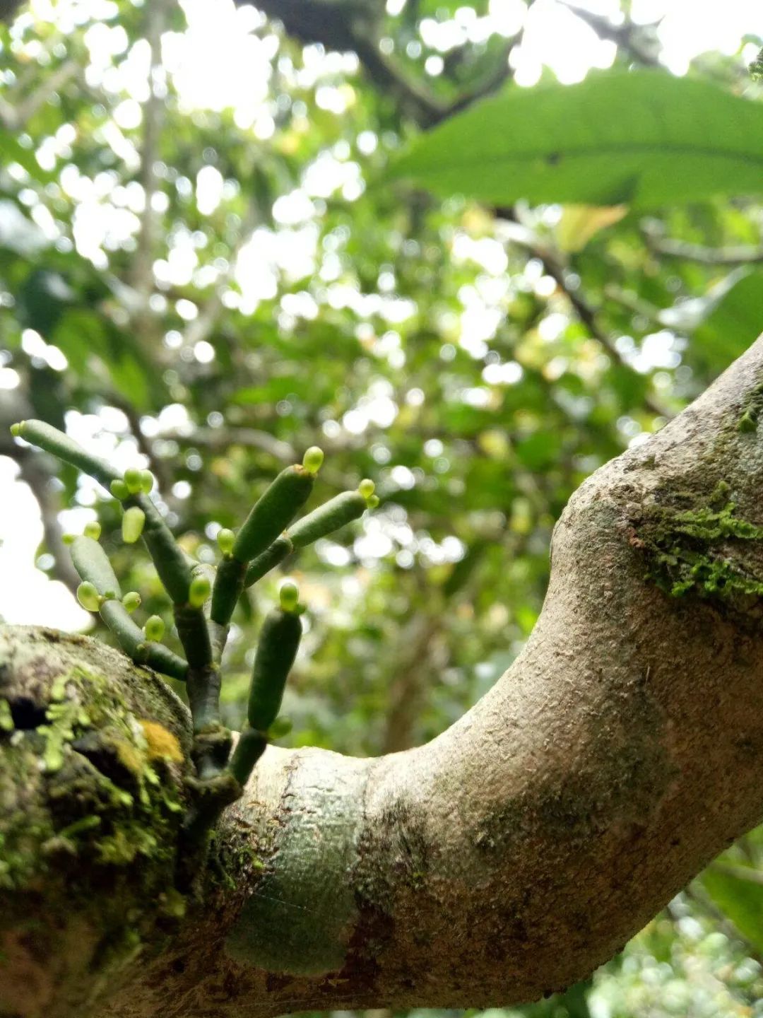 富硒百年古树茶（百年古树茶多少钱一斤）-硒宝网