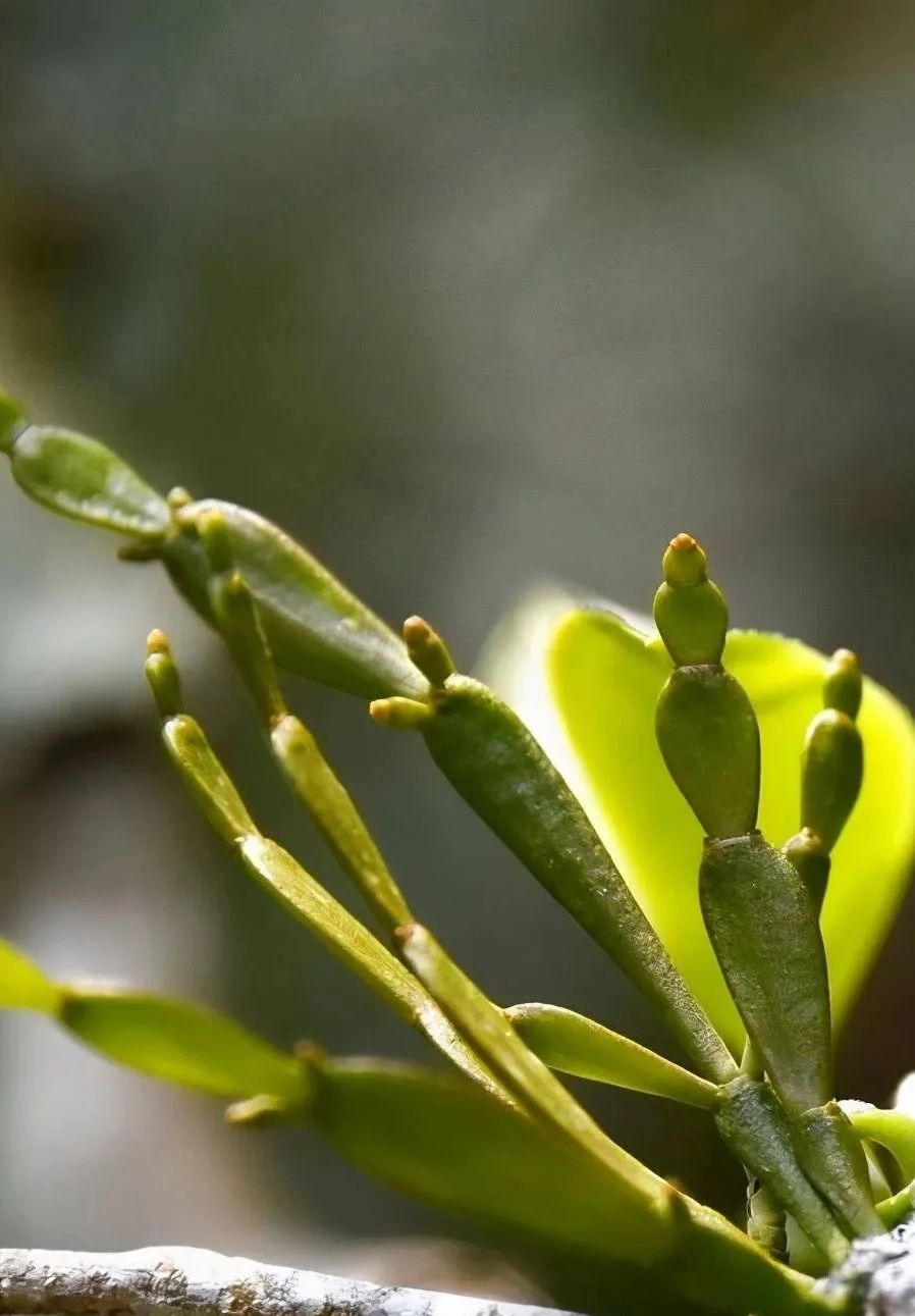 富硒百年古树茶（百年古树茶多少钱一斤）-硒宝网