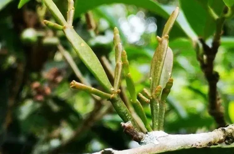 富硒百年古树茶（百年古树茶多少钱一斤）-硒宝网