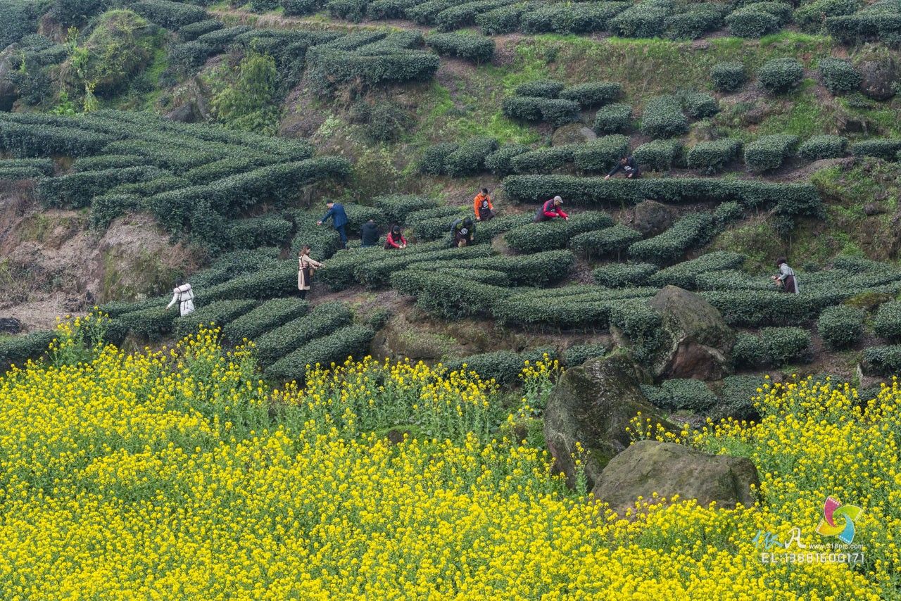 徽百年富硒野茶（徽百年茶叶）-硒宝网
