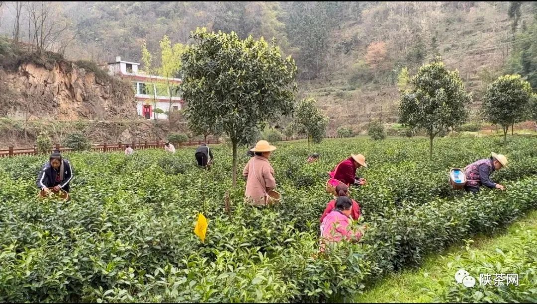 富硒茶一芽一叶（一叶一芽的茶叶多少钱一斤）-硒宝网