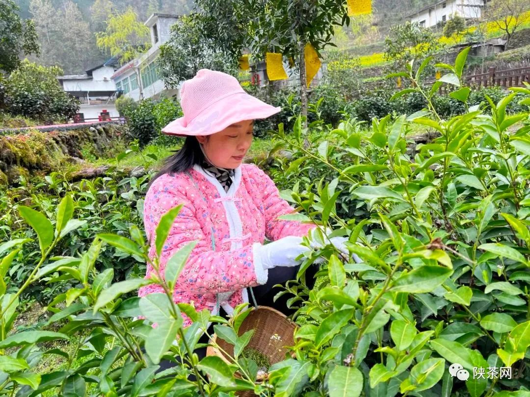 富硒茶一芽一叶（一叶一芽的茶叶多少钱一斤）-硒宝网